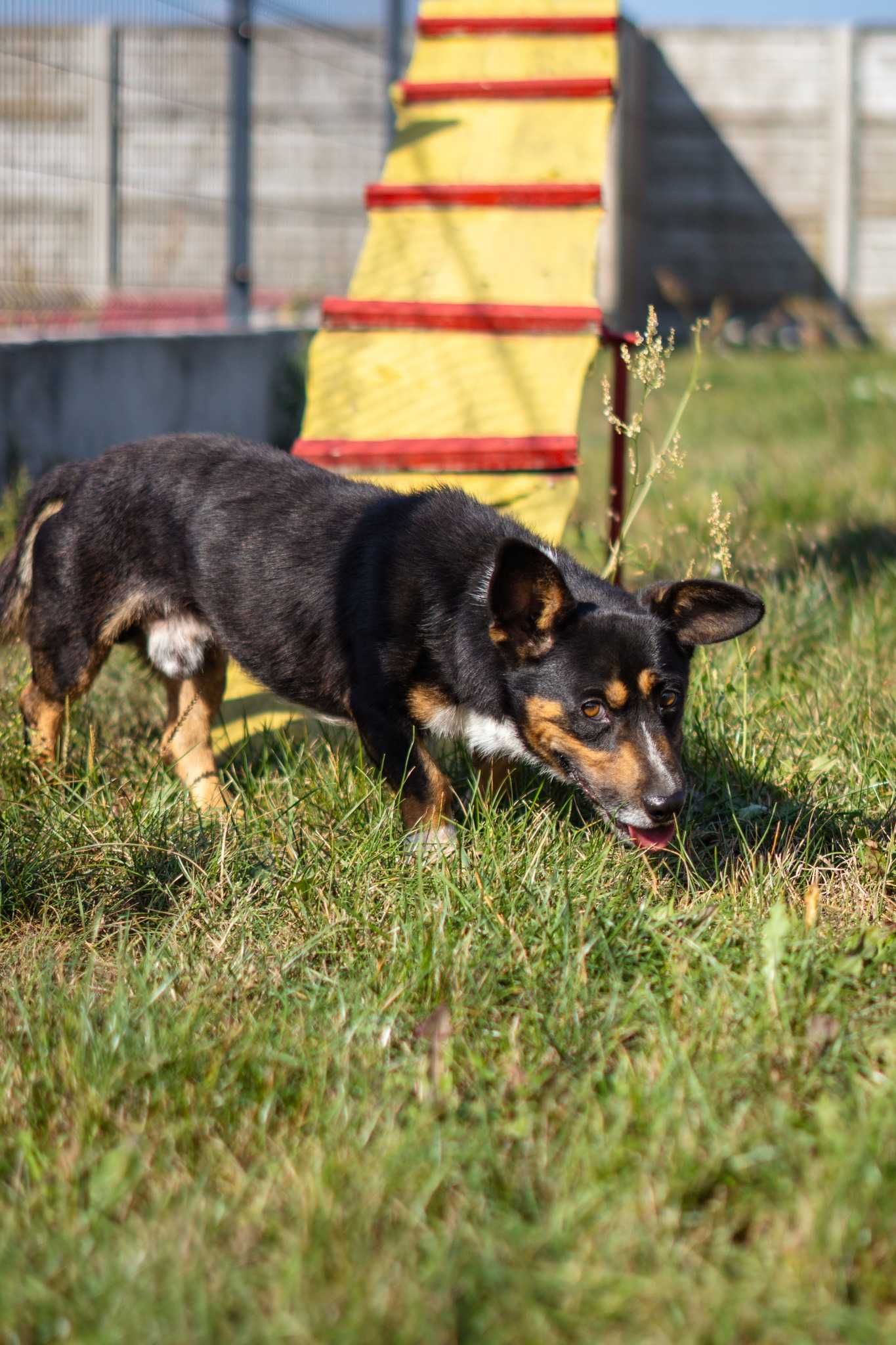 Mały porzucony Drops szuka spokojnego domku