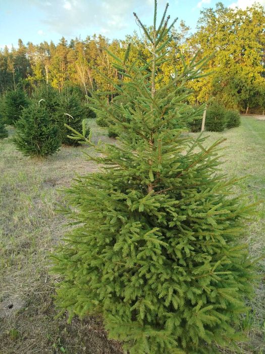 Choinki _ świerki _ przy trasie S7 (Białobrzegi)