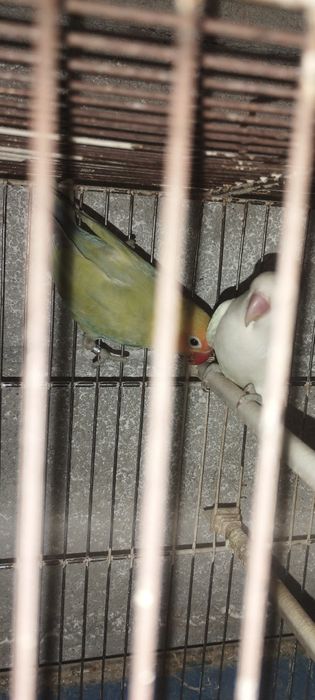 Vendo casal de agaponis