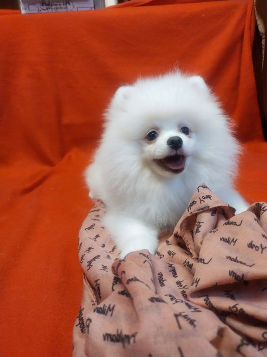 Позитивный щенок