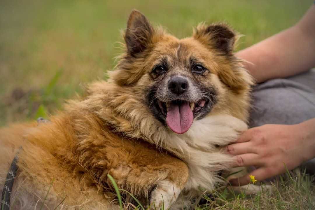 Biilbo- piękny kundelek do adopcji