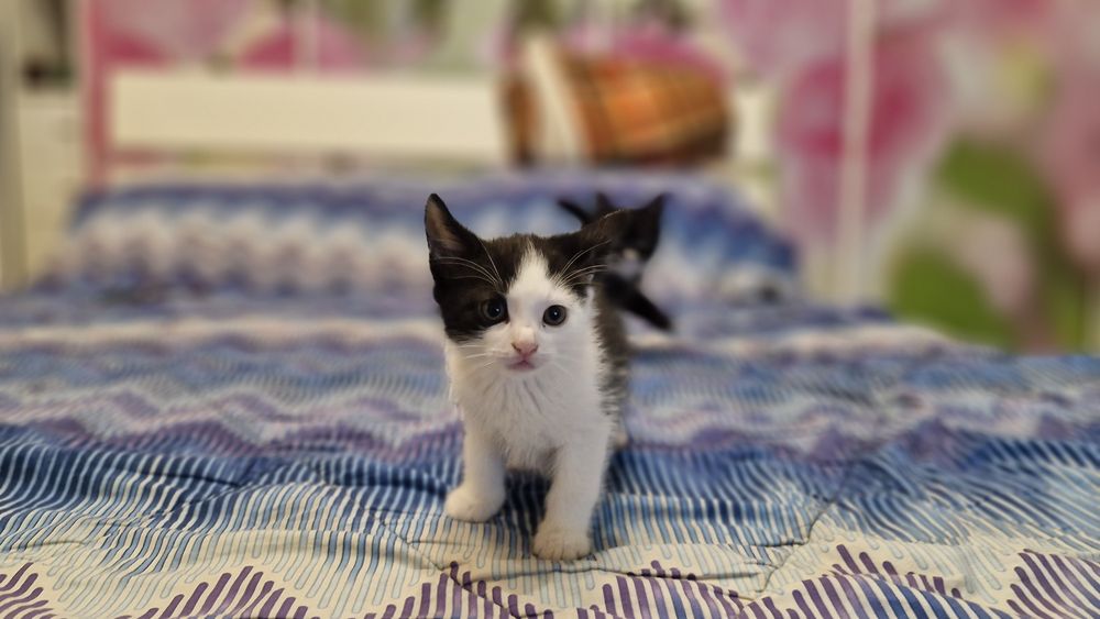 Віддам котика в добрі руки