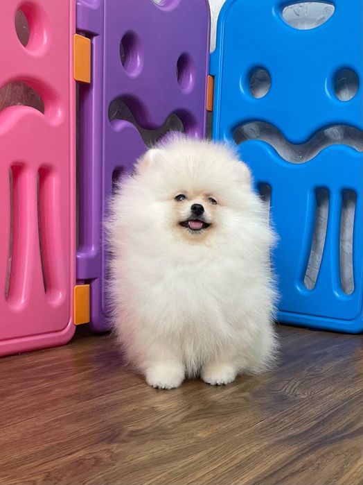 Мальчики мишки белые  Померанские!