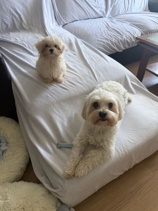 Pet Sitter de confiança – Cuido do seu animal com muito carinho