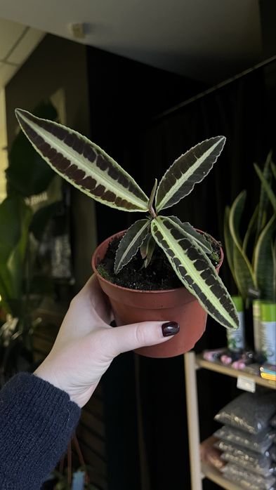 Labisia jabi лабізія джабі