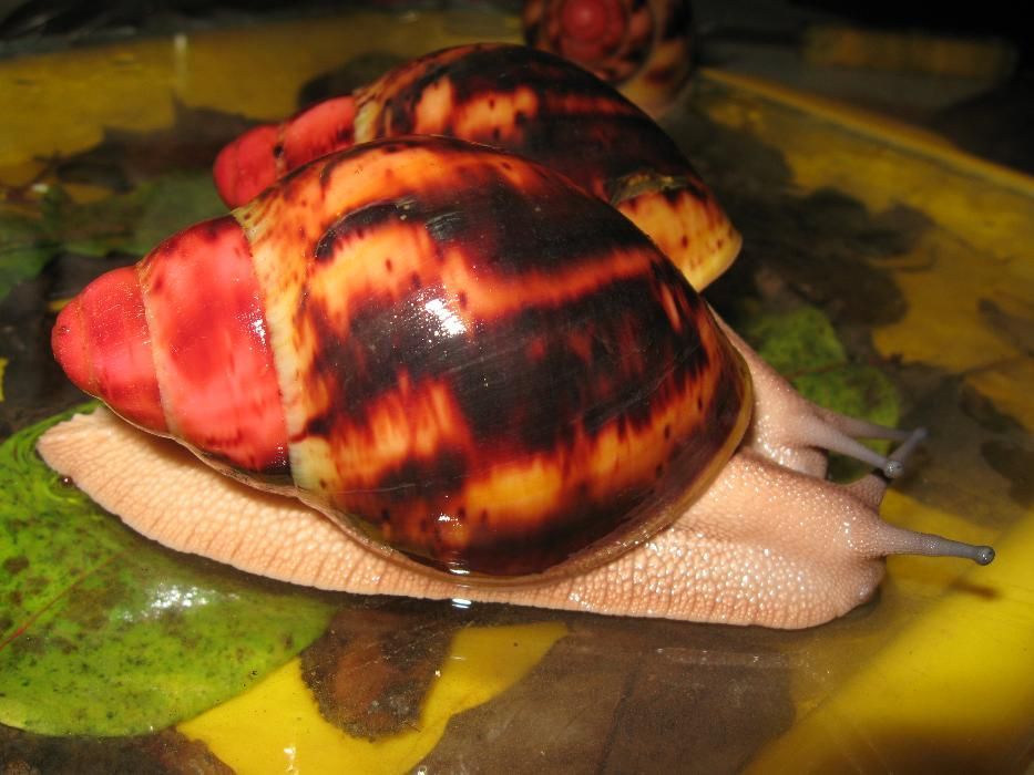 СутуАрх. Стандарт фев - сухопутная улитка