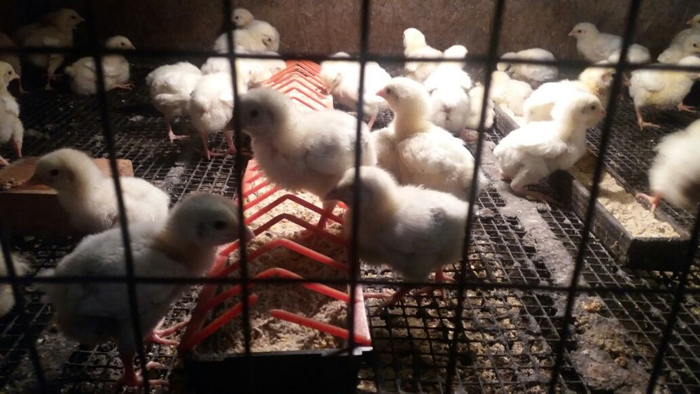 Продам бройлер кооб 500