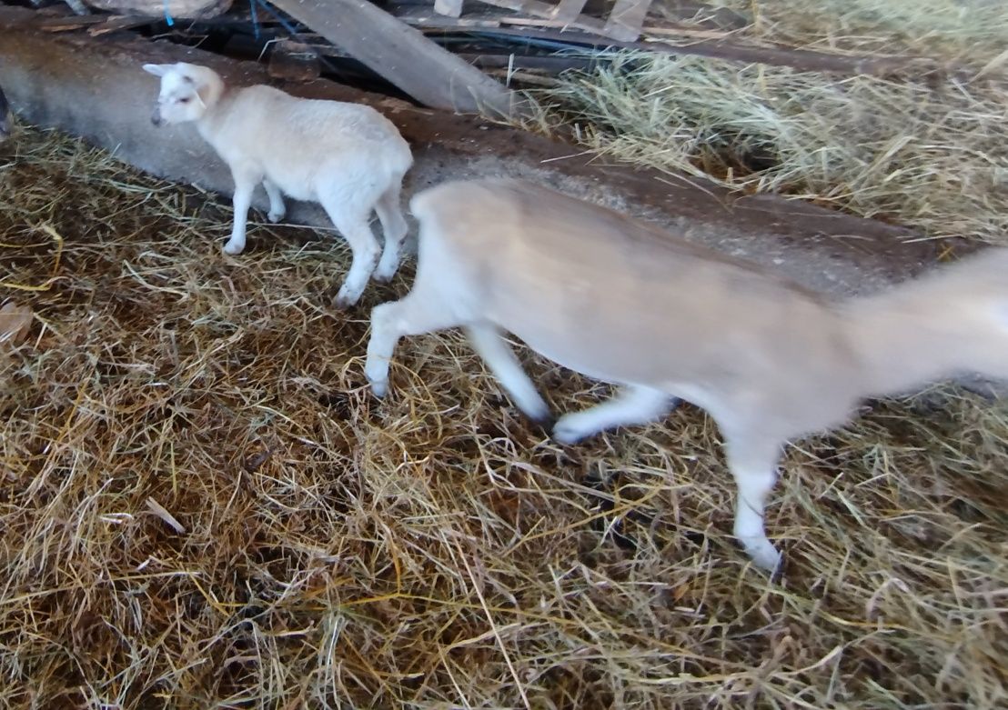 Vendo borregos cruzados de sufloock e laucane várias idades