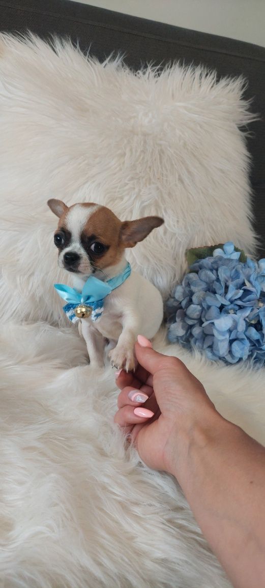 MINI piesek Chihuahua