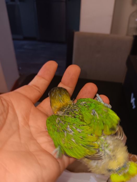 Personatas criados a mão