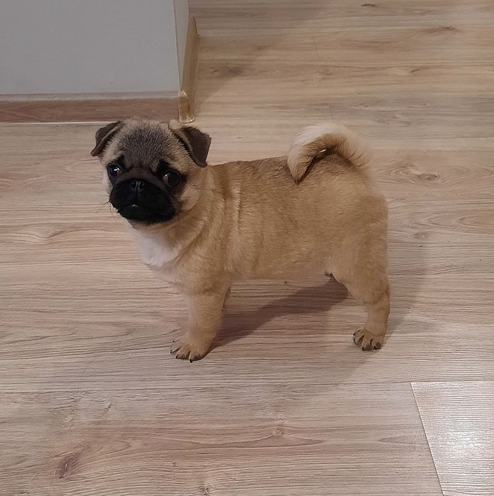Mops reproduktor