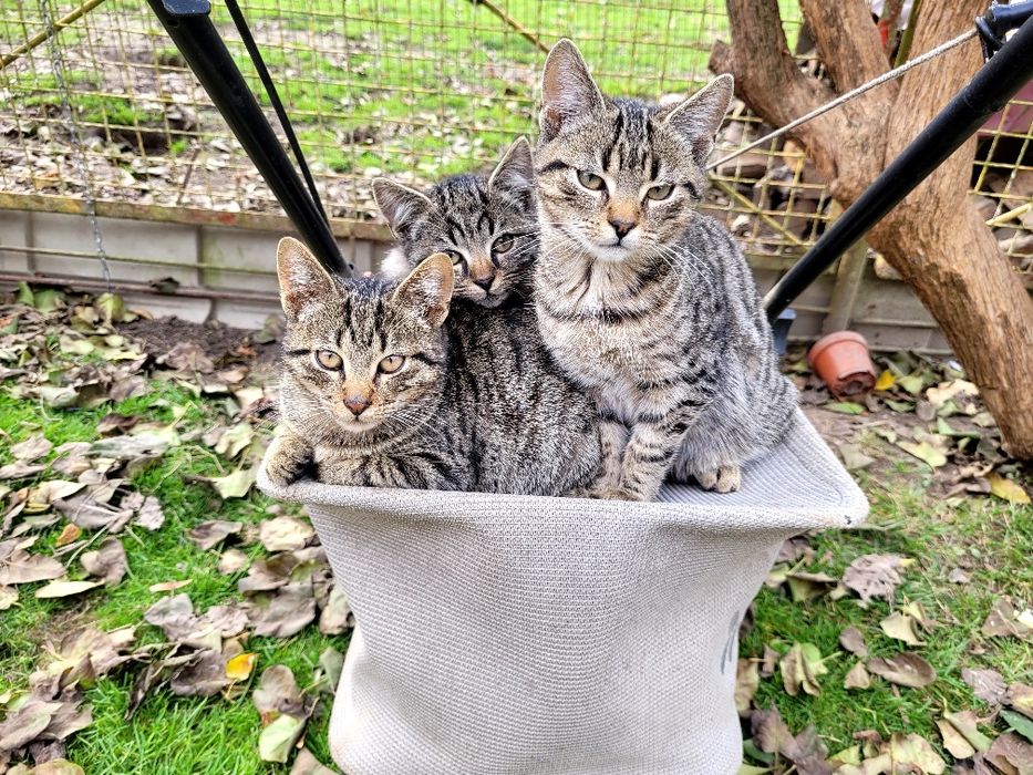 Koty małe do oddania