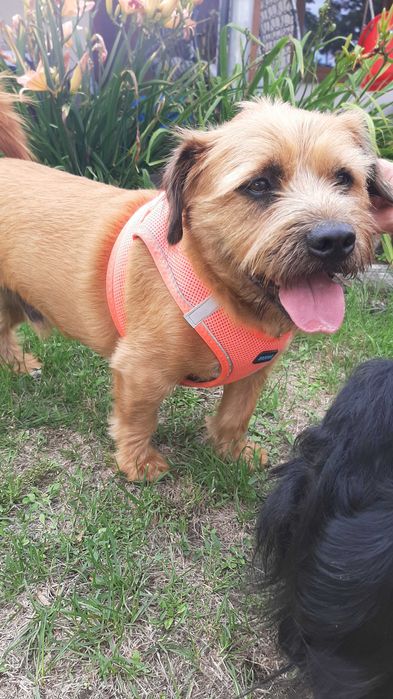 Przeuroczy Tofik chce mieć domek