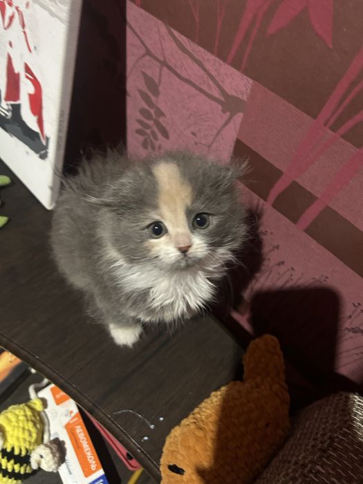 Кошеня дуже гарне і грайливе( дівчинка).