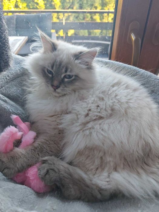 Koteczka syberyjska Neva Masquerade czeka na nowy dom.