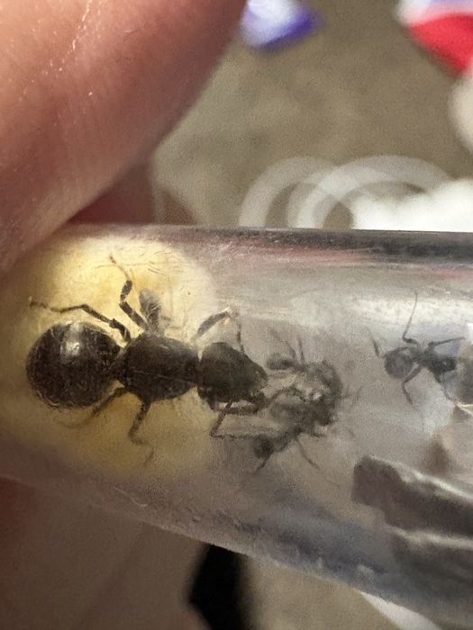 Formica cinerea kolonia q+5 w
