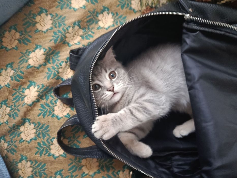 Подарую грайливу кицю)