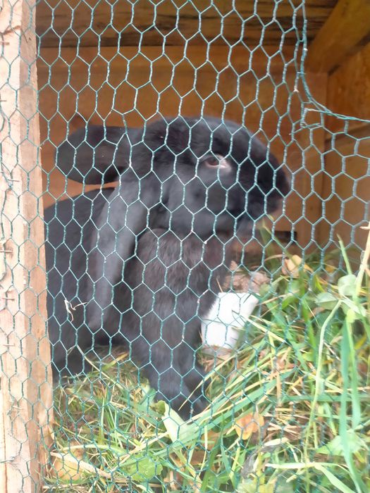 Króliki do hodowli lub tuszki