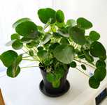Pilea Peperomioides, planta, plantas, jardim, decoração, natureza