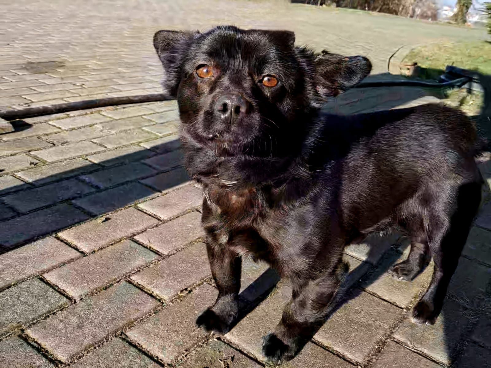 Mały sukces do adopcji!