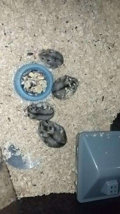 Chomiki Dżungarskie Oddam za darmo!