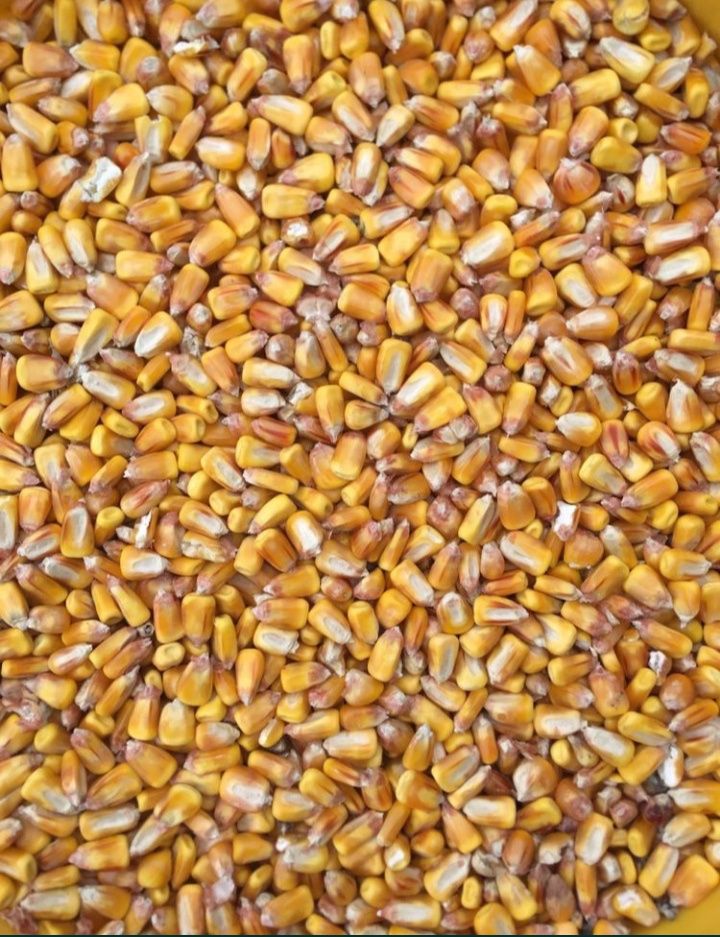 Кукурудза, пшениця ячмінь озимий-2023 року