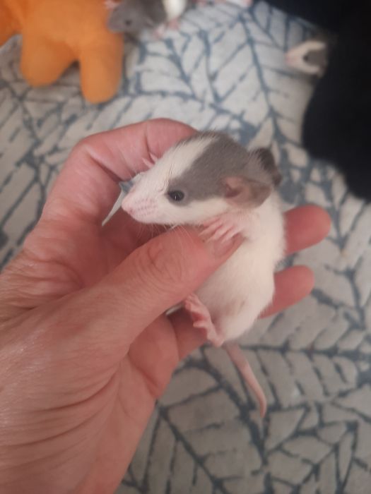 Ручні щурики. Різні породи.