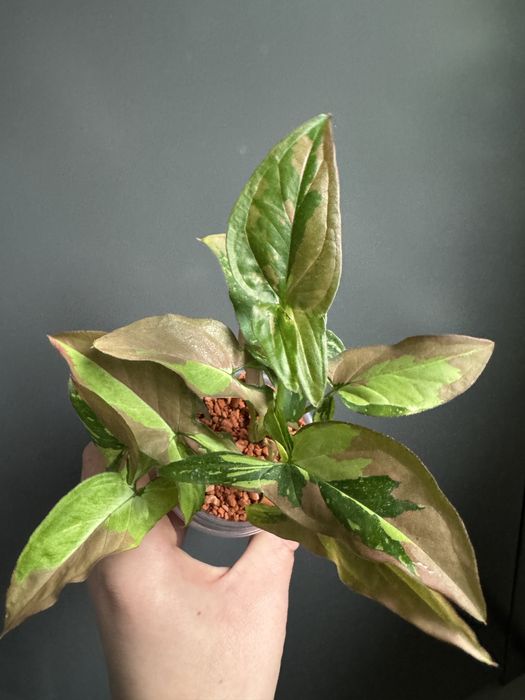 Syngonium Red Spot Tricolor