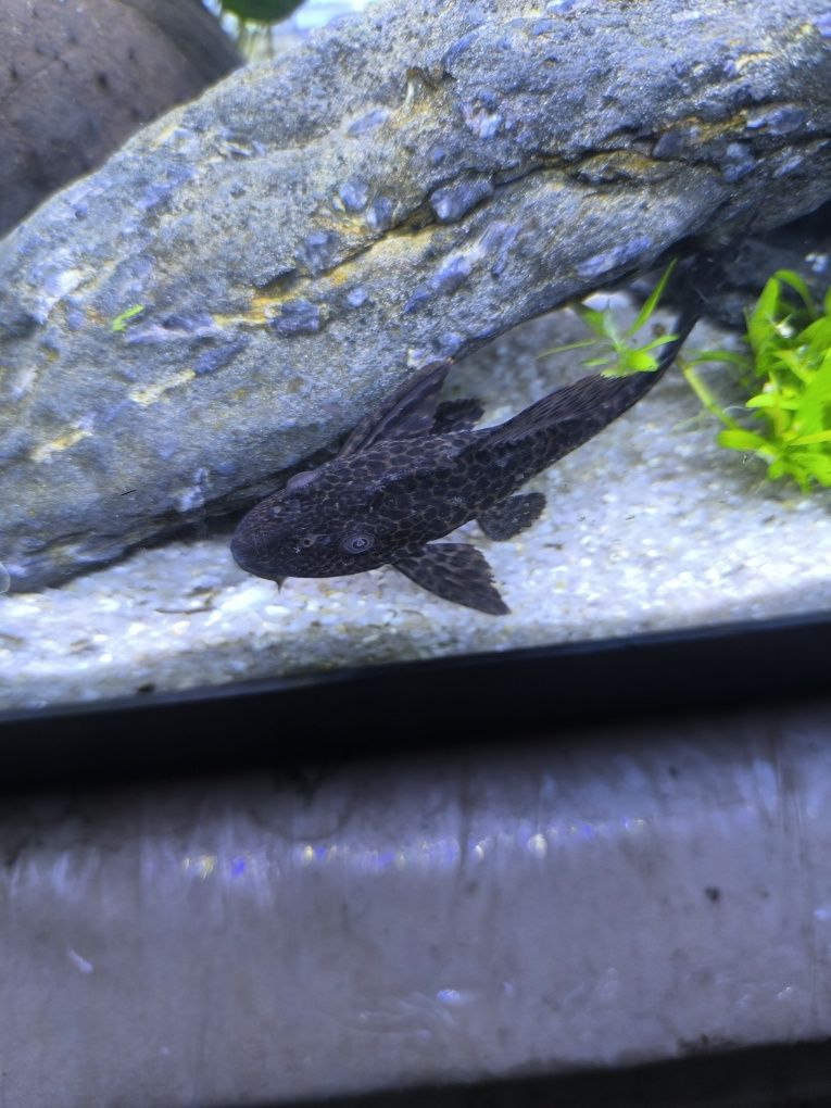 1Plecos 1 peixe gato rafael Ponte de Lima