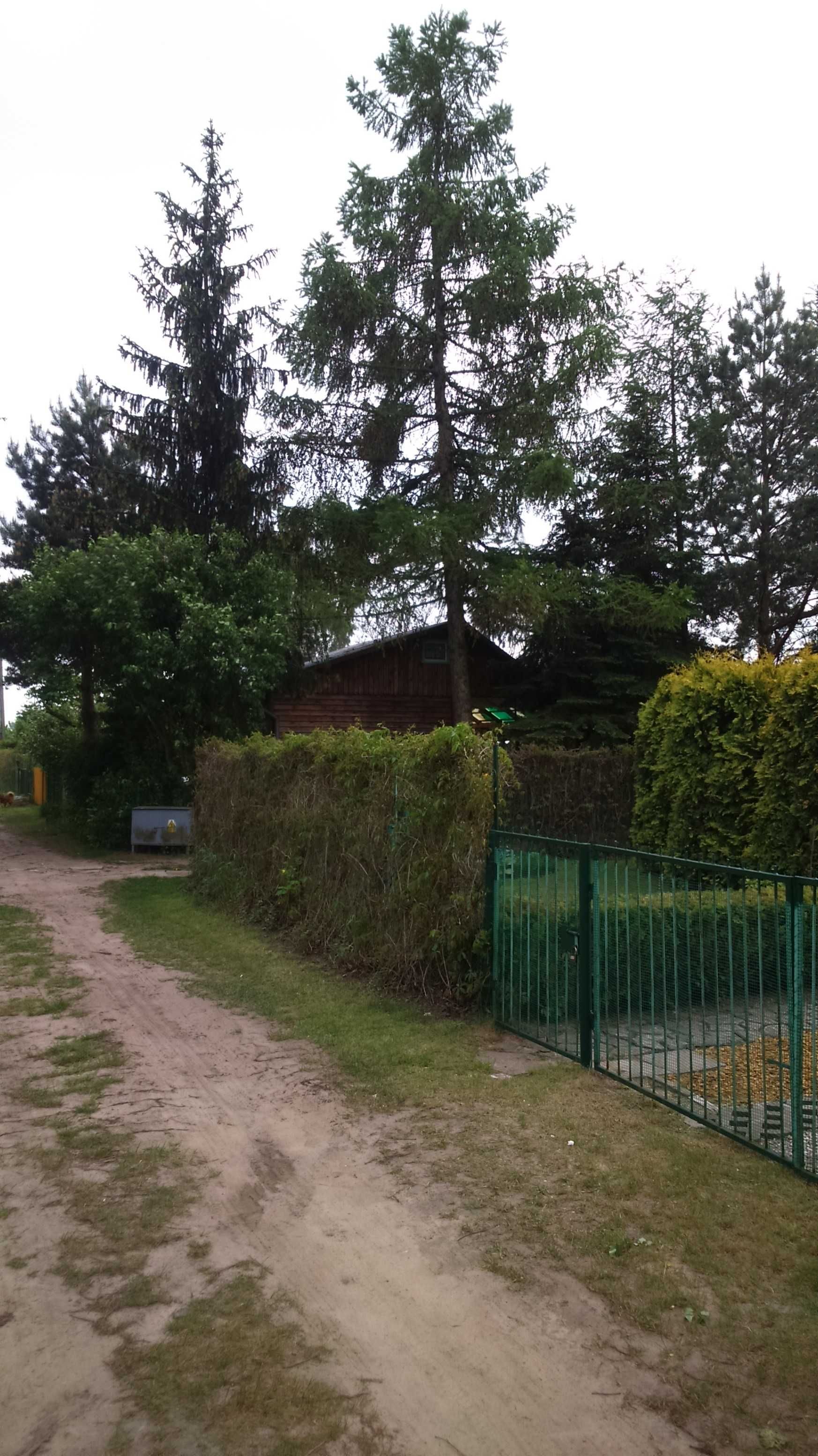 Modrzew 18 m oddam za wycinke