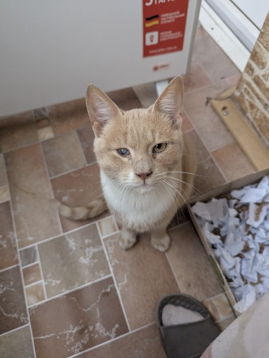 Отдам котика в хорошие руки