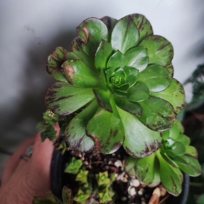 Аеоніум aeonium fiesta var