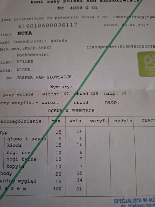 Nuta Klacz  Zimnokrwista