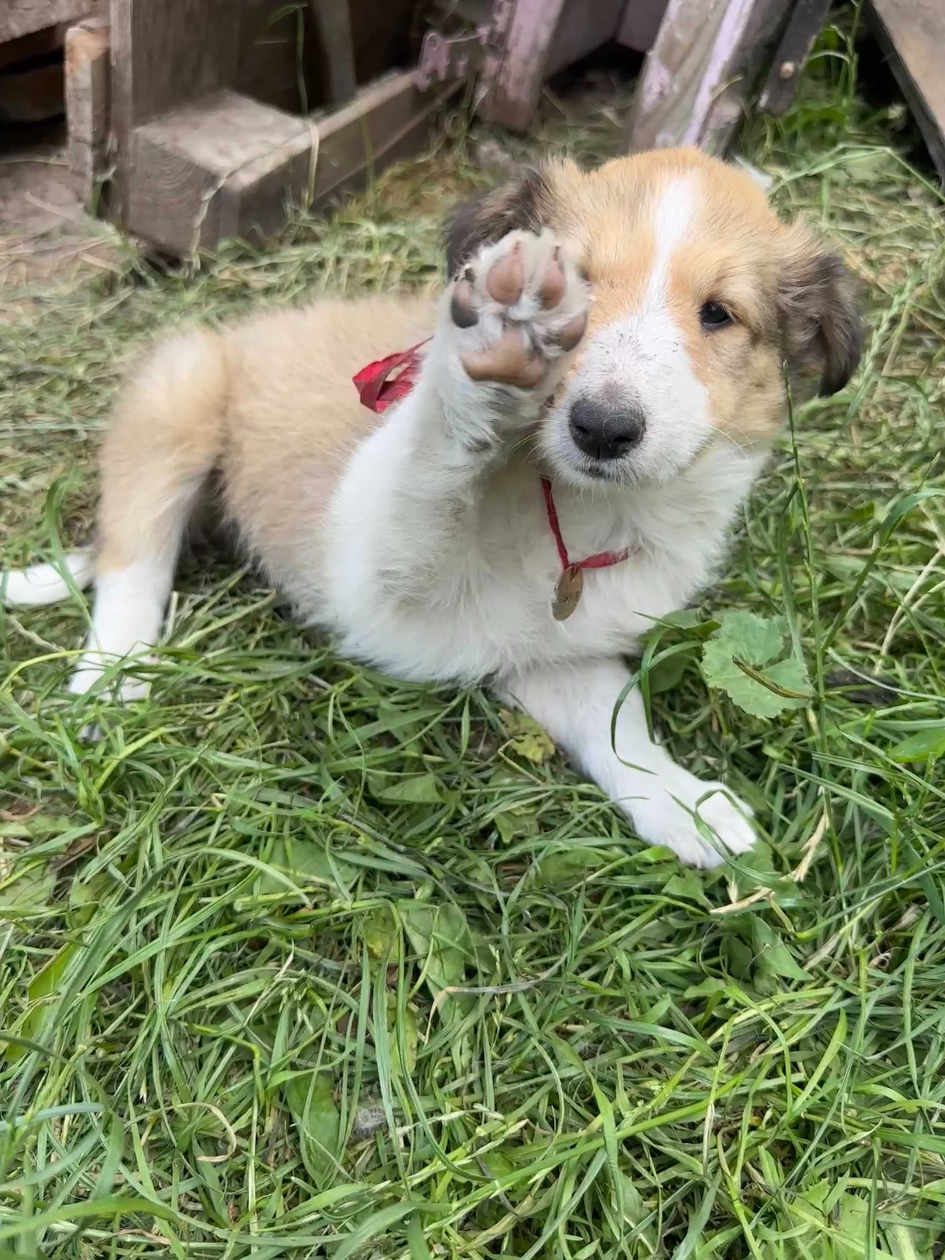 Owczarek Szkocki LASSIE
