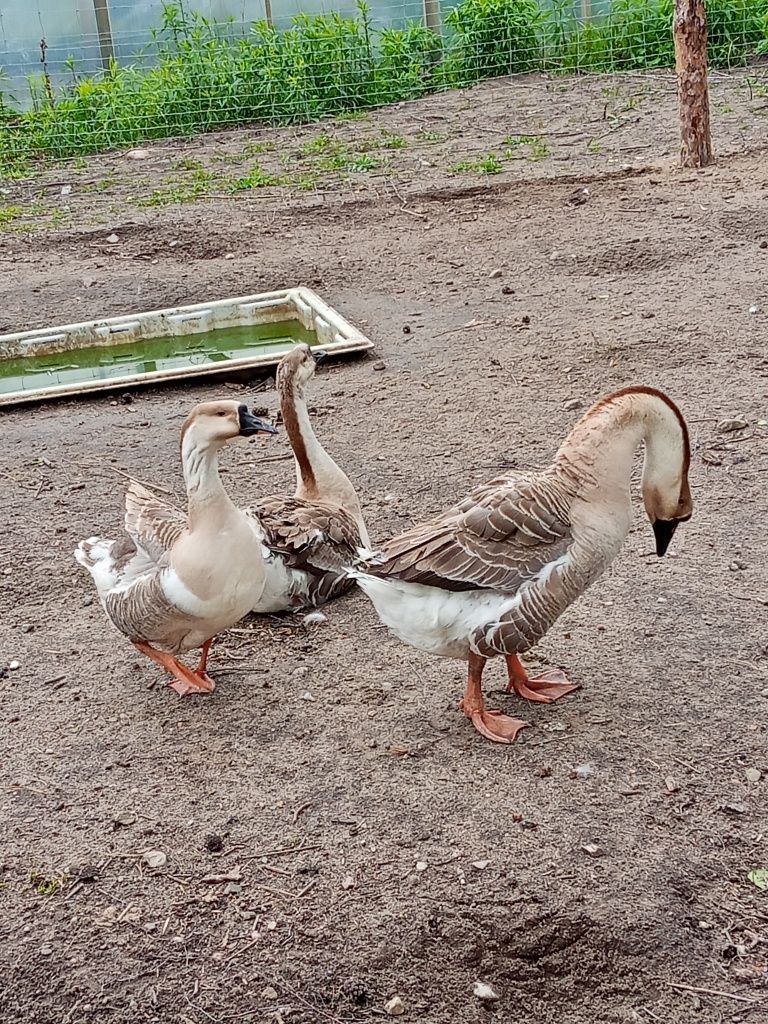 Sprzedam gęsi widoczne na zdjęciu.