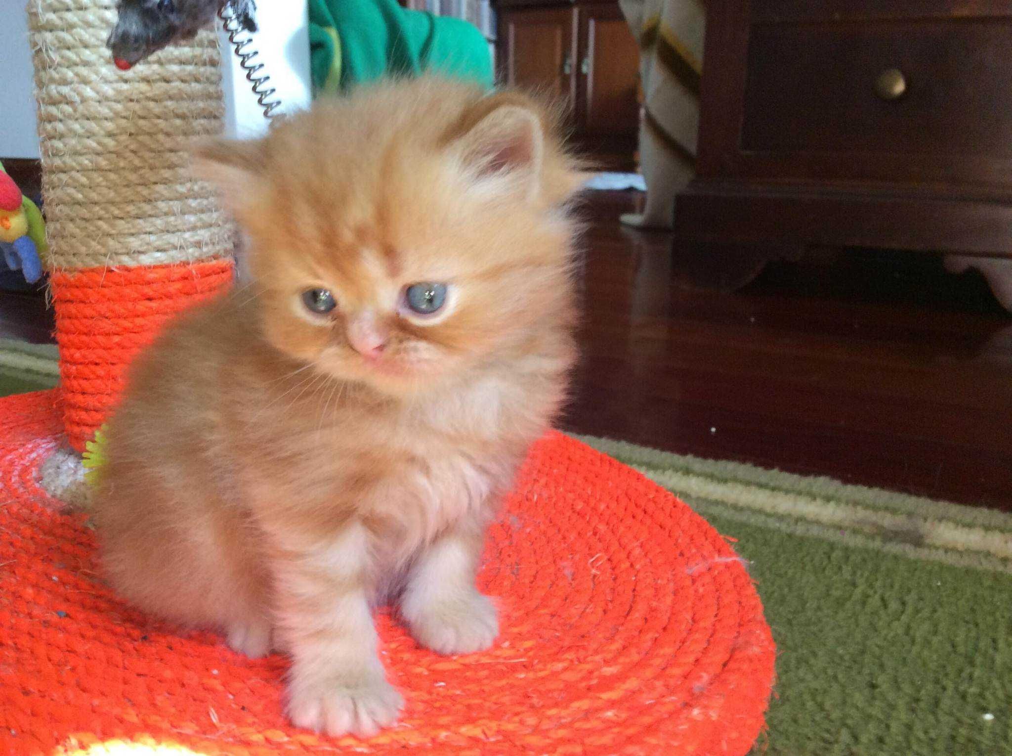 Gatinho bebé red persa