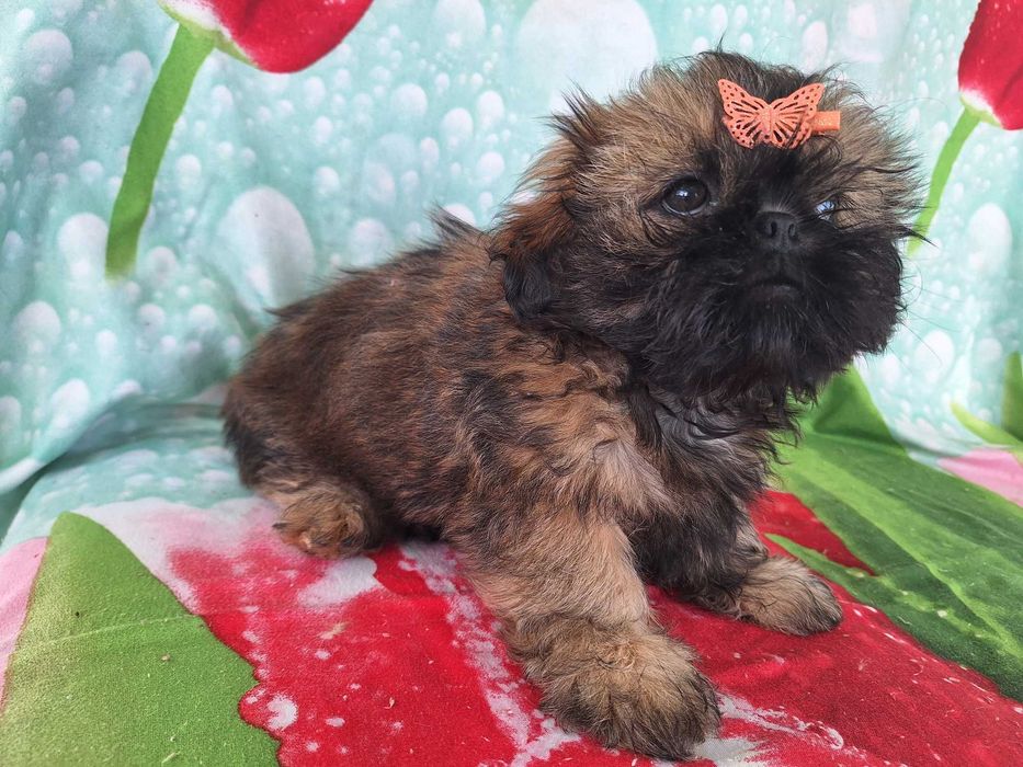 Shih Tzu sunia z rodowodem SWKIPR