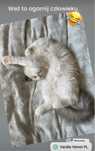 Ragdoll lynx seal blue przytulaski