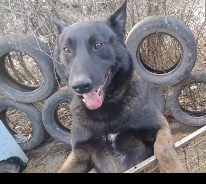 Щенки Малинуа рабочего разведения  Бельгийская Овчарка