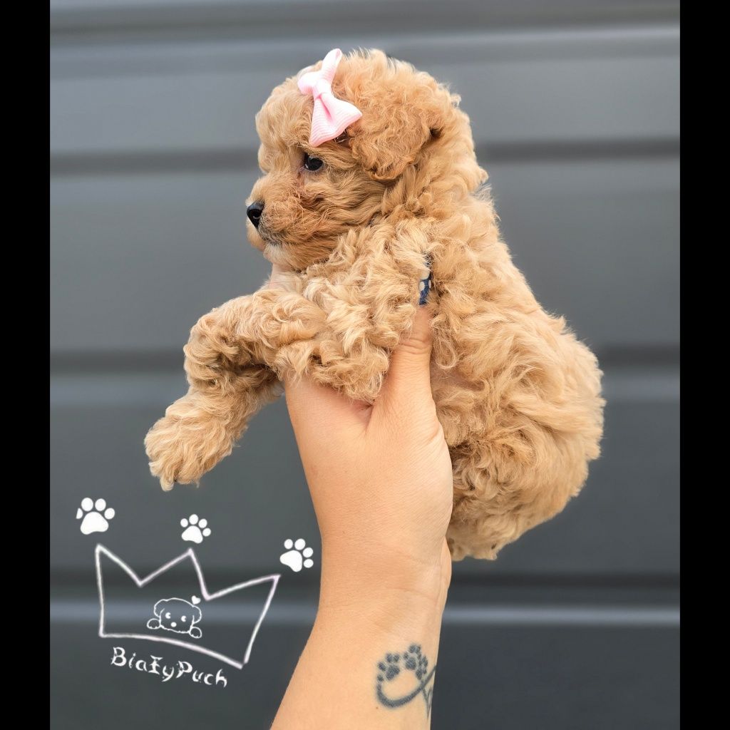 Pudel toy bichpoo suczka maltipoo badania paszport wyprawka
