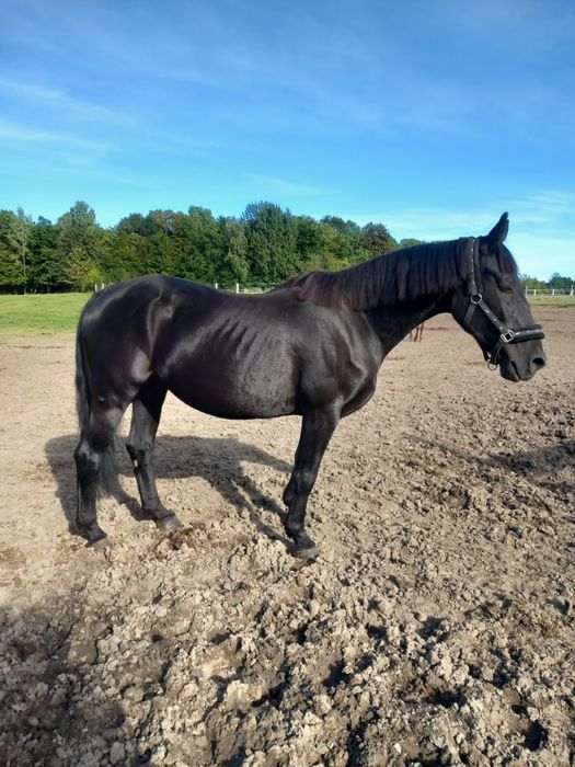 Klacz Śląska z licencją