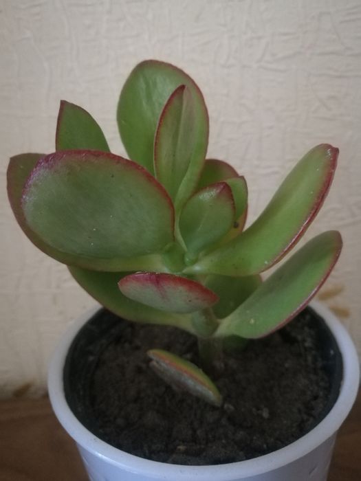 Комнатное растение Толстянка( денежное дерево)