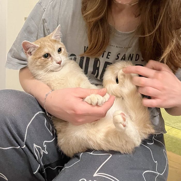 Хек рудий кіт кітик теплого рудувато-кремового окрасу