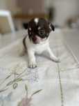 Chihuahua piesek juz do odbioru.