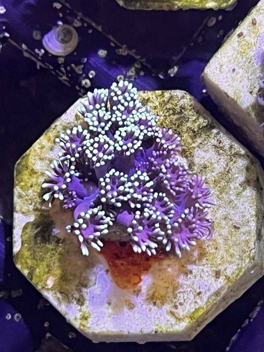 Goniopora Silver Inferno WYSYŁKA FLUOLAMPS.PL