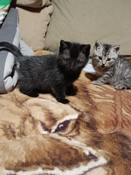 Отдам красивых котят