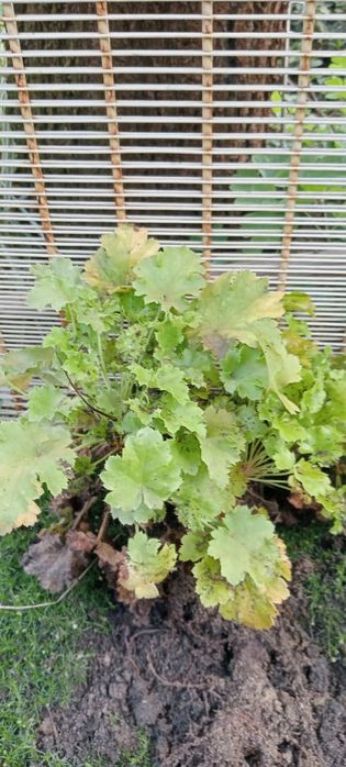 Хоста, гейхера різних кольорів продажа