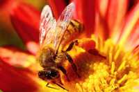 Продам бджолопакети бджолосім'ї пчелопакеты