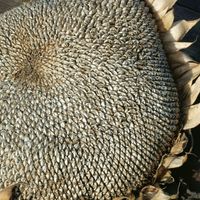 nasiona Słonecznik Jadalny Paskowany Gruby (Helianthus Annuus L.) 1 kg