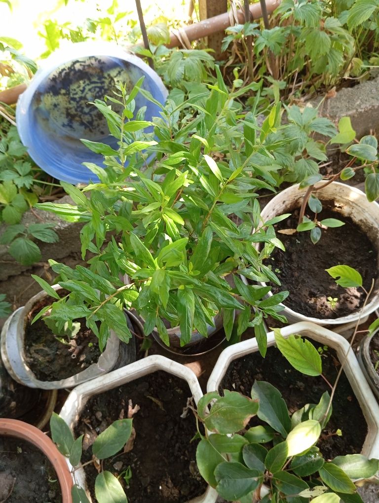 Гранат кущ саджанець